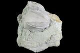 Blastoid (Pentremites) Fossil - Illinois #86444-1